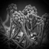 Mould