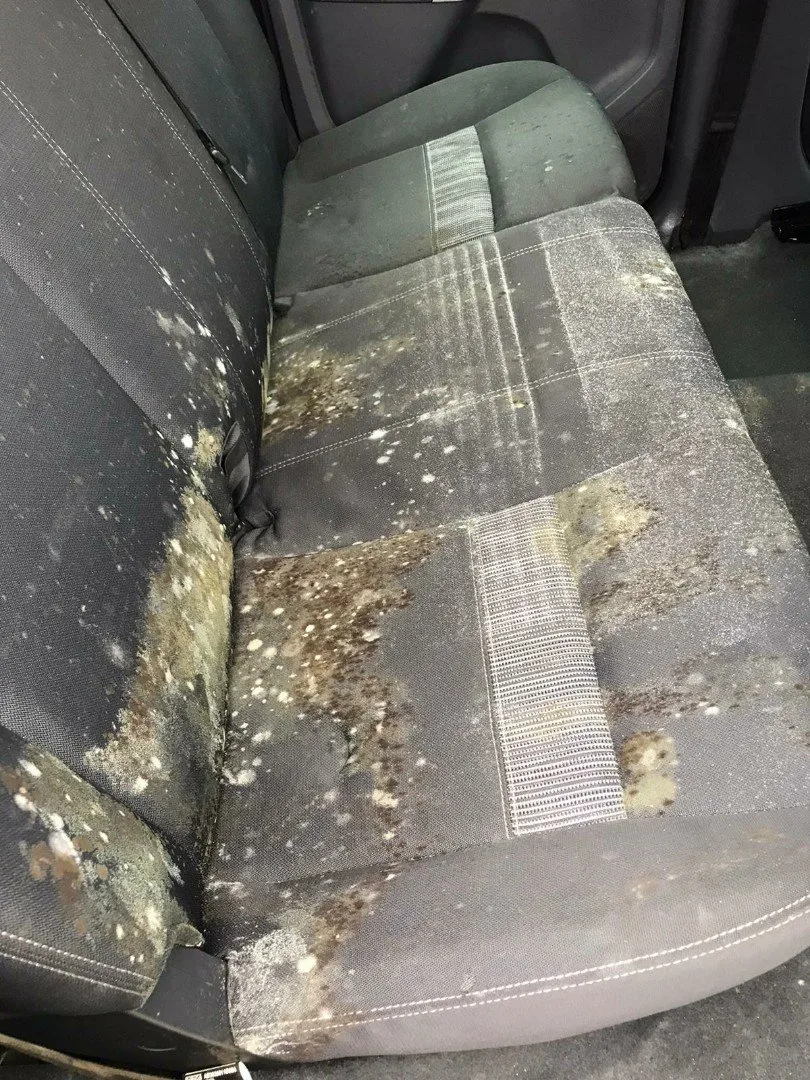 Clean car interior after treatment